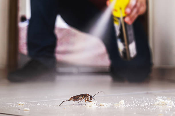 Best Local Pest Control Services  in Laurens, SC